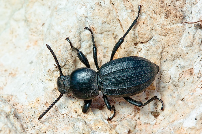 Da identificare 2